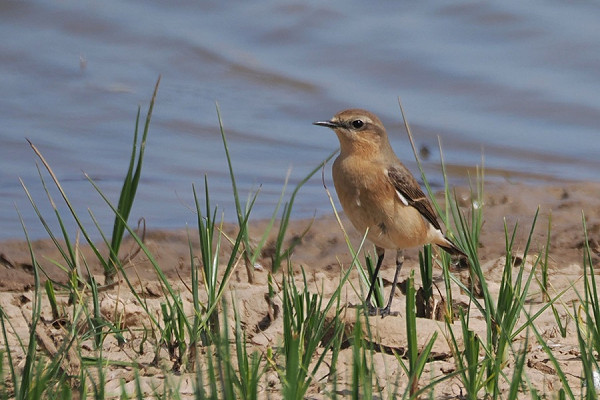 Wheatear - Harry Appleyard.