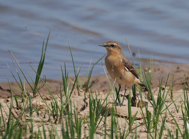 Wheatear - Harry Appleyard.