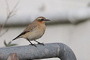 Wheatear - Harry Appleyard.