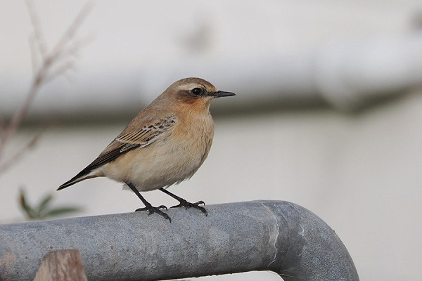 Bird sightings Wednesday, 08 October 2025