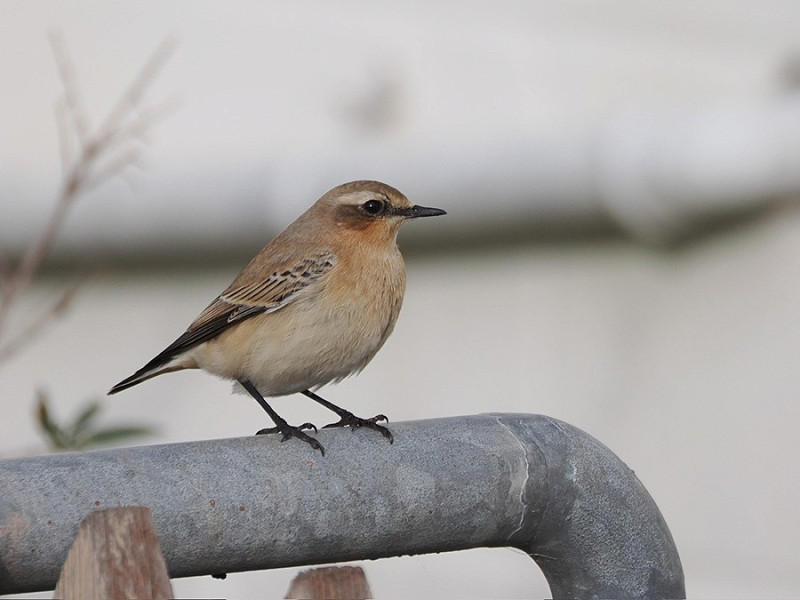 Wheatear - Harry Appleyard.