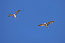 Whimbrels - Harry Appleyard.