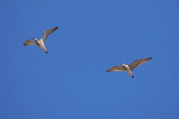 Whimbrels - Harry Appleyard.