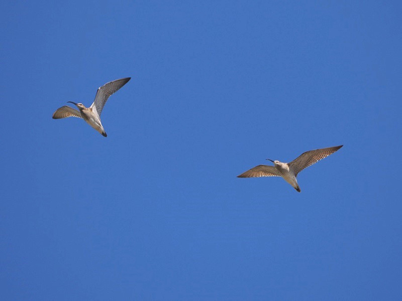 Whimbrels - Harry Appleyard.