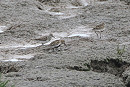 White-rumped Sandpiper - Harry Appleyard.