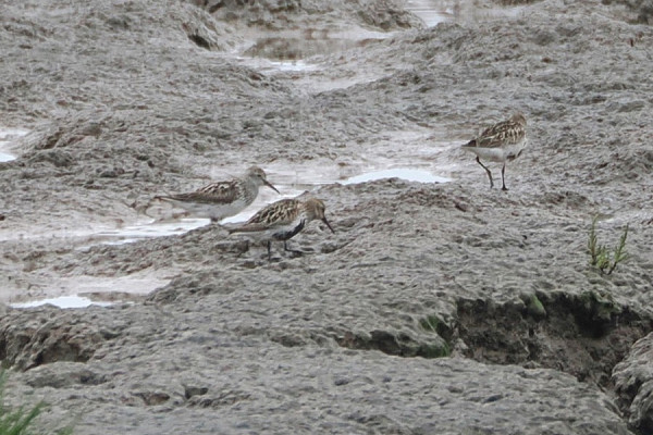 White-rumped Sandpiper - Harry Appleyard.