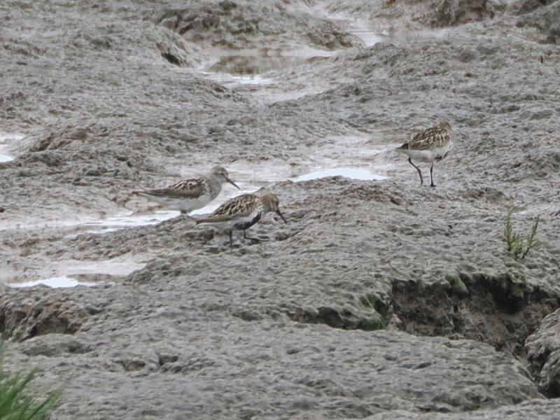 White-rumped Sandpiper - Harry Appleyard.