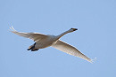 Whooper Swan - Harry Appleyard.