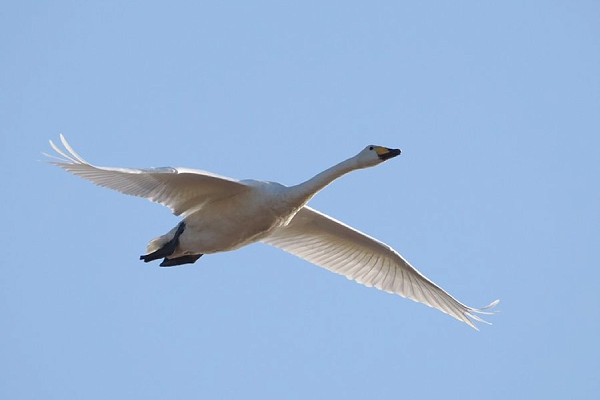 Bird sightings Wednesday, 16 September 2026