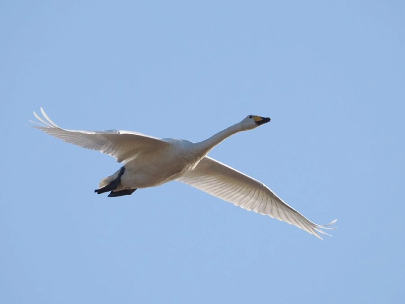 Whooper Swan - Harry Appleyard.