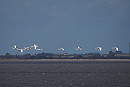 Whooper Swans - Harry Appleyard.