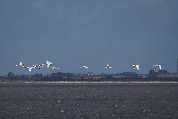 Whooper Swans - Harry Appleyard.