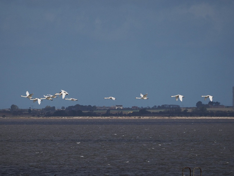 Whooper Swans - Harry Appleyard.