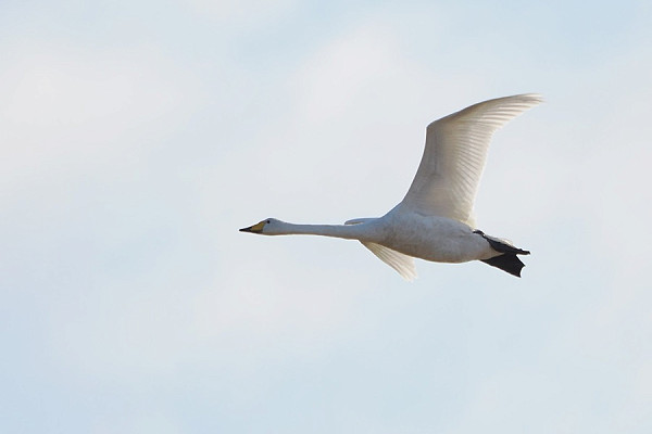 Whooper Swan - Harry Appleyard.