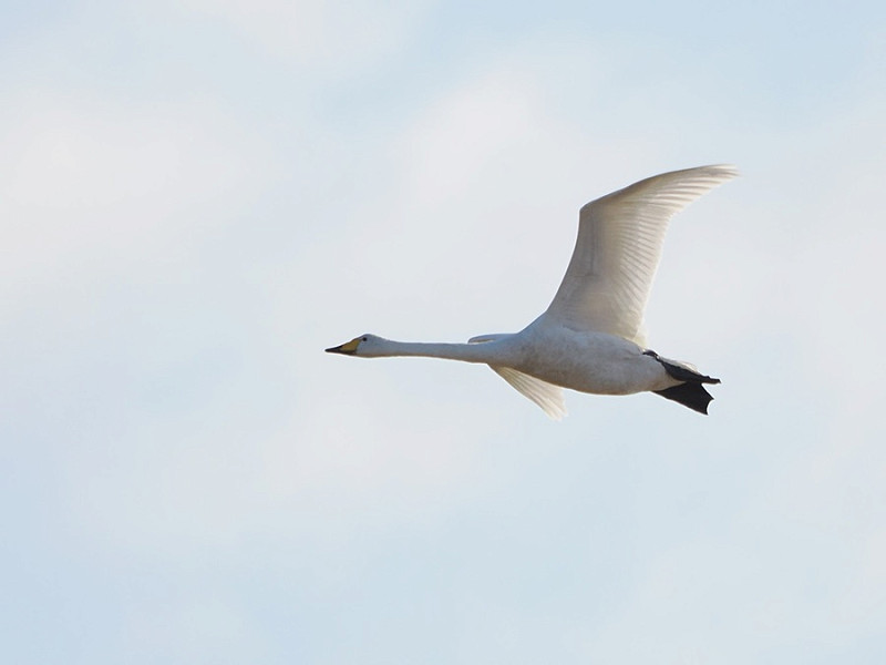 Whooper Swan - Harry Appleyard.