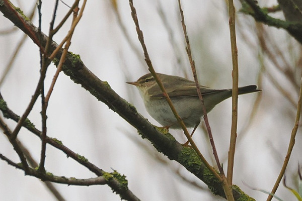 Willow Warbler - Harry Appleyard.