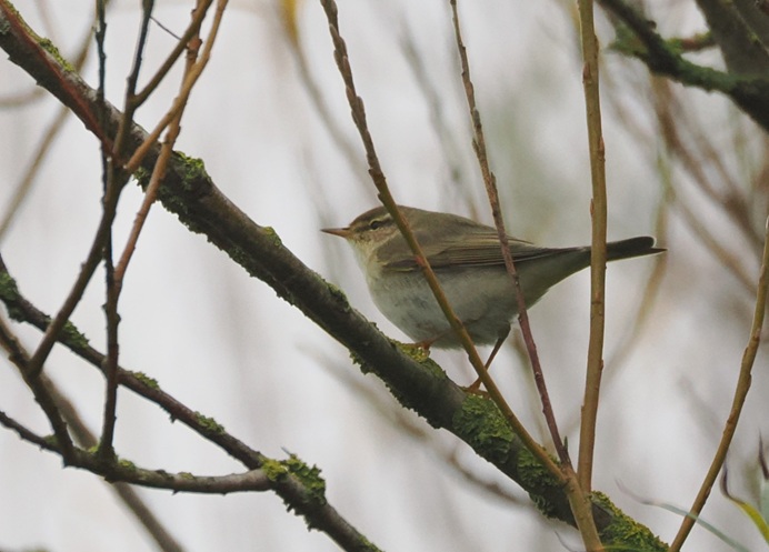 Willow Warbler - Harry Appleyard.