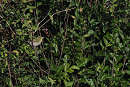 Wood Warbler - Harry Appleyard.