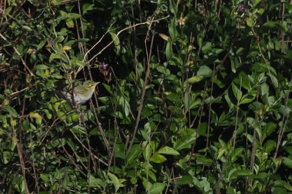 Wood Warbler - Harry Appleyard.