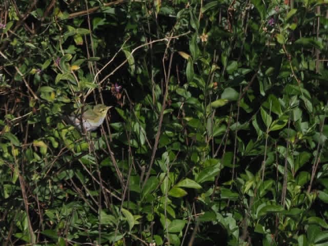 Wood Warbler - Harry Appleyard.
