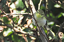 Wood Warbler - Harry Appleyard.