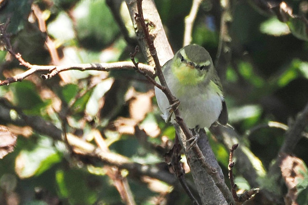 Wood Warbler - Harry Appleyard.