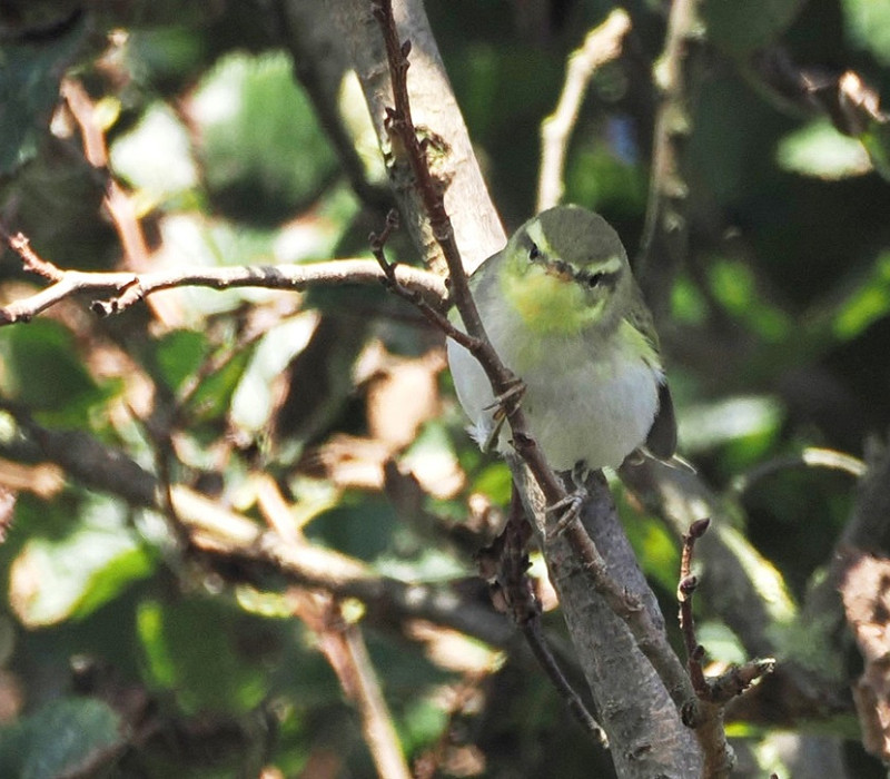 Wood Warbler - Harry Appleyard.