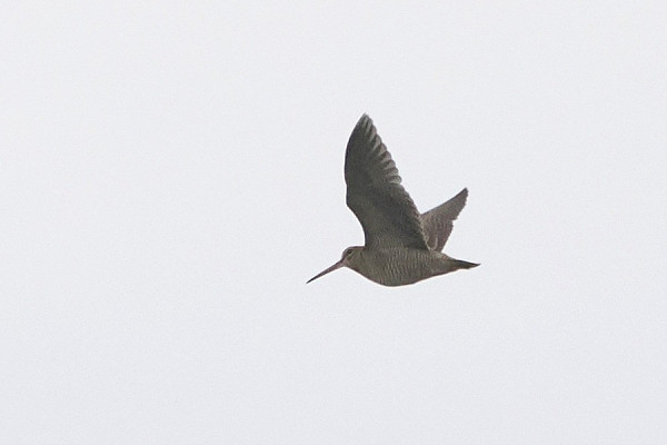 Bird sightings Friday, 14 November 2025