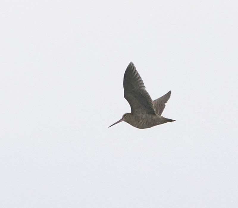 Woodcock - Harry Appleyard.