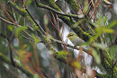 Wood Warbler - Harry Appleyard.