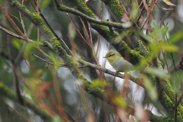 Wood Warbler - Harry Appleyard.