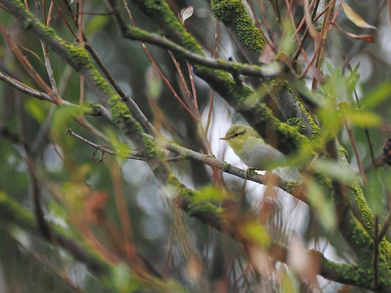 Wood Warbler - Harry Appleyard.