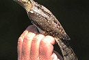 Wryneck - Harry Appleyard.