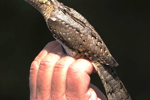 Wryneck - Harry Appleyard.