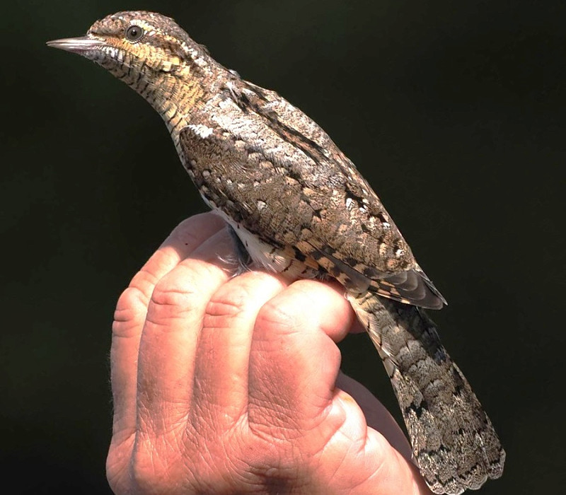 Wryneck - Harry Appleyard.
