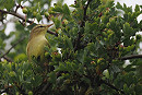 Willow Warbler - Harry Appleyard.