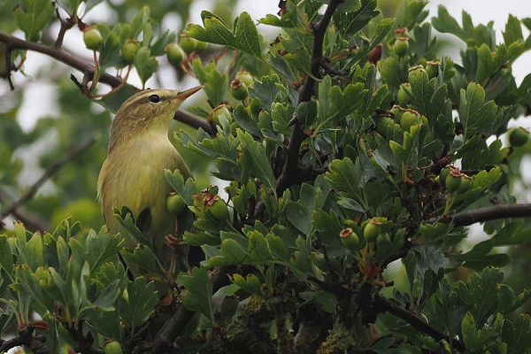Bird sightings Saturday, 11 July 2026