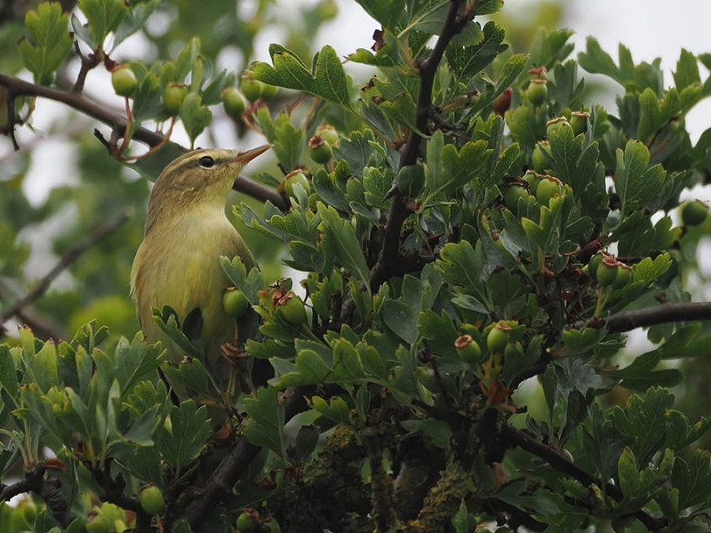 Willow Warbler - Harry Appleyard.