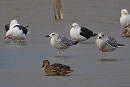 Yellow-legged Gull x Caspian Gull hybrid (centre) - Harry Appleyard.