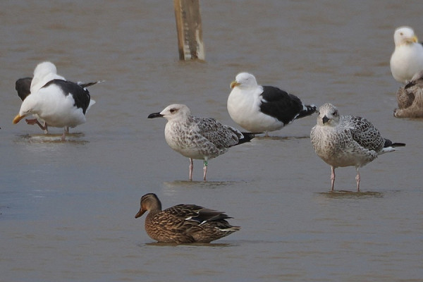 Yellow-legged Gull x Caspian Gull hybrid (centre) - Harry Appleyard.