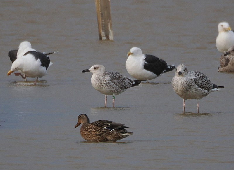 Yellow-legged Gull x Caspian Gull hybrid (centre) - Harry Appleyard.