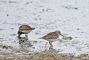 White-rumped Sandpiper- John Hewitt.