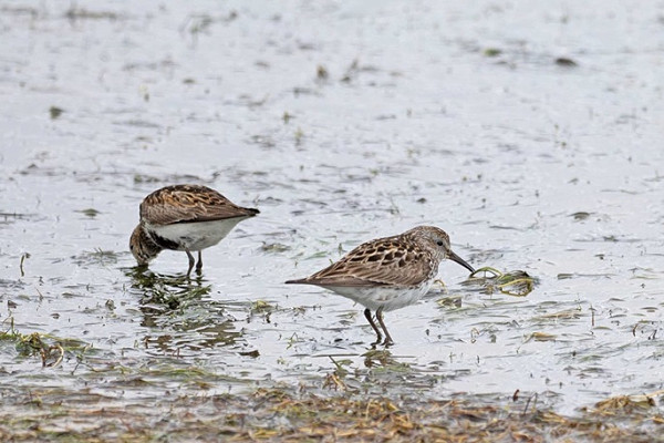 Bird sightings Tuesday, 11 August 2026