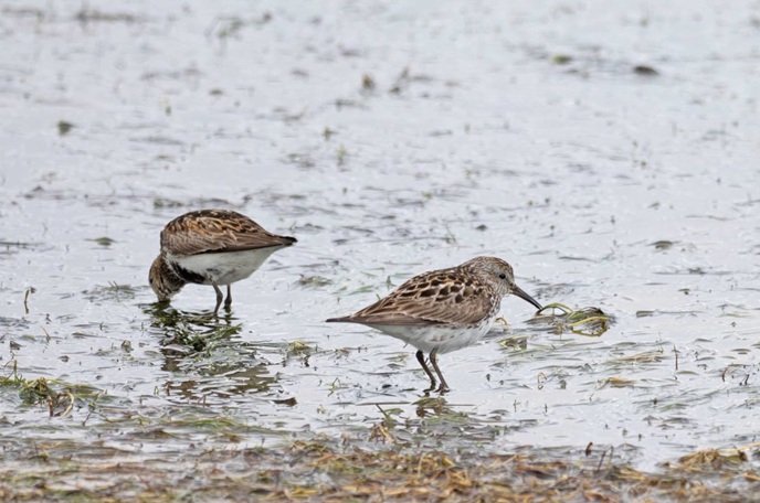 White-rumped Sandpiper- John Hewitt.