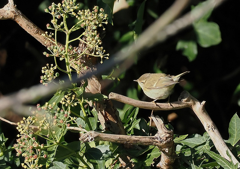 Humes Warbler - Paul French.