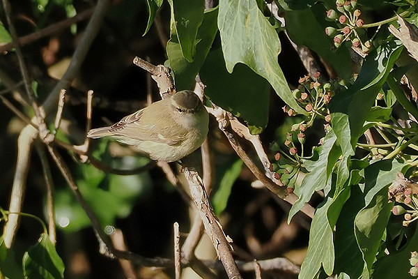 Humes Warbler - Paul French.