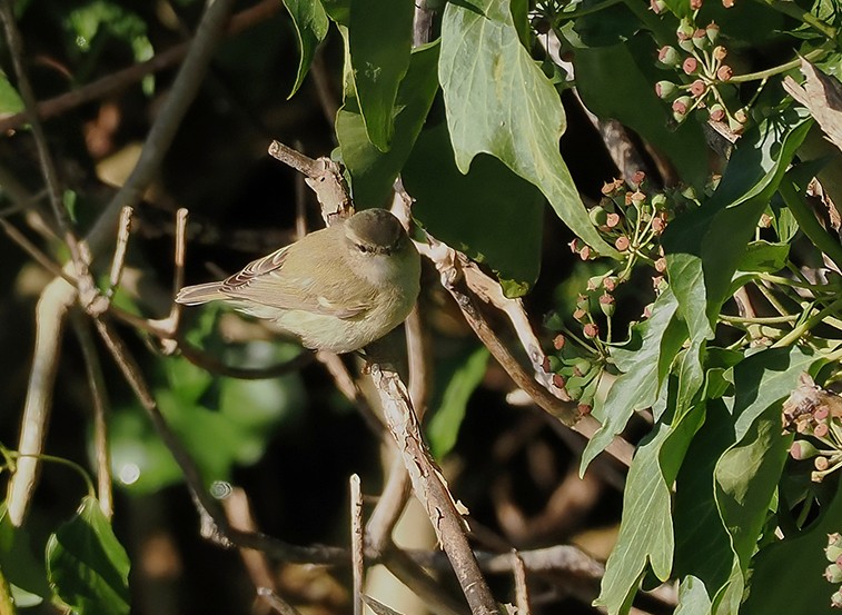 Humes Warbler - Paul French.