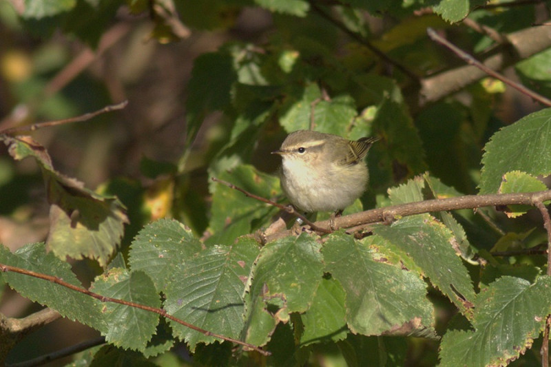 Humes Warbler - Adam Hutt.