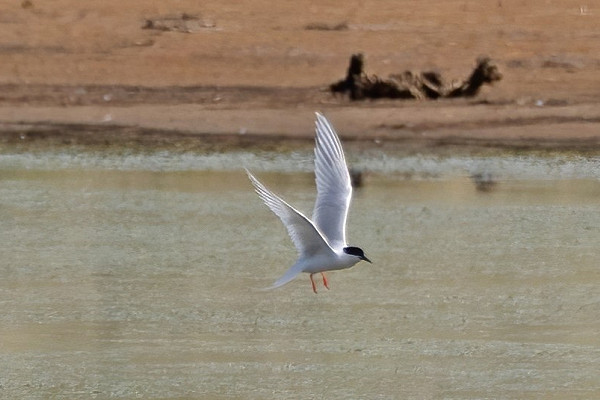Bird sightings Thursday, 09 July 2026