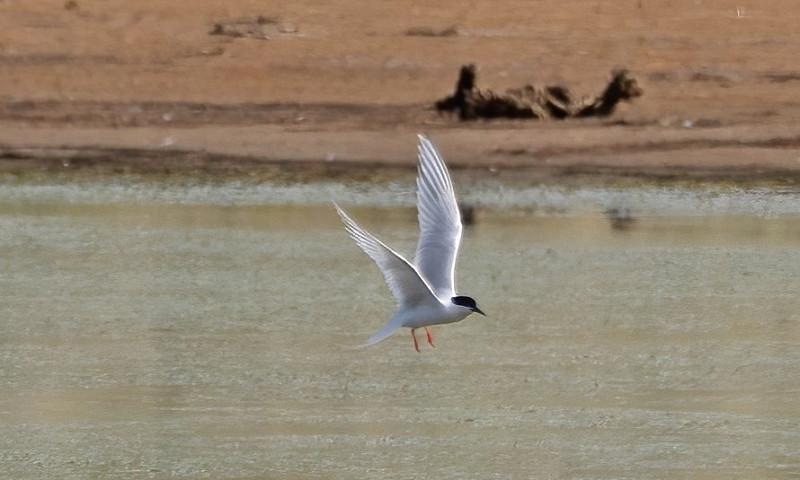 Roseate Tern - Hazel Wiseman.
